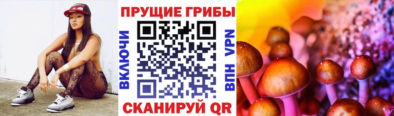 Галлюциногенные грибы Psilocybine cubensis  OMG вход  Усть-Джегута 